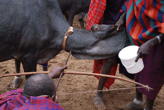 Success Lessons from the Samburu Warriors.