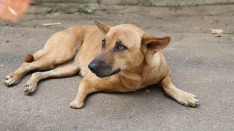Lessons From a Village Mongrel.