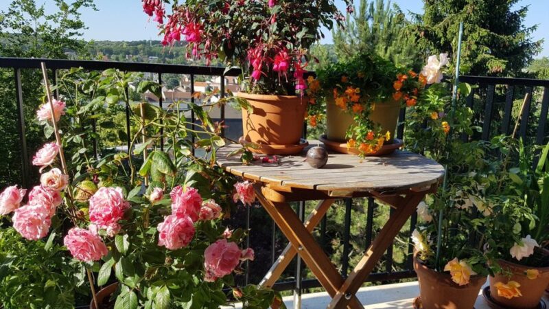 How to Plant Roses on Balcony.