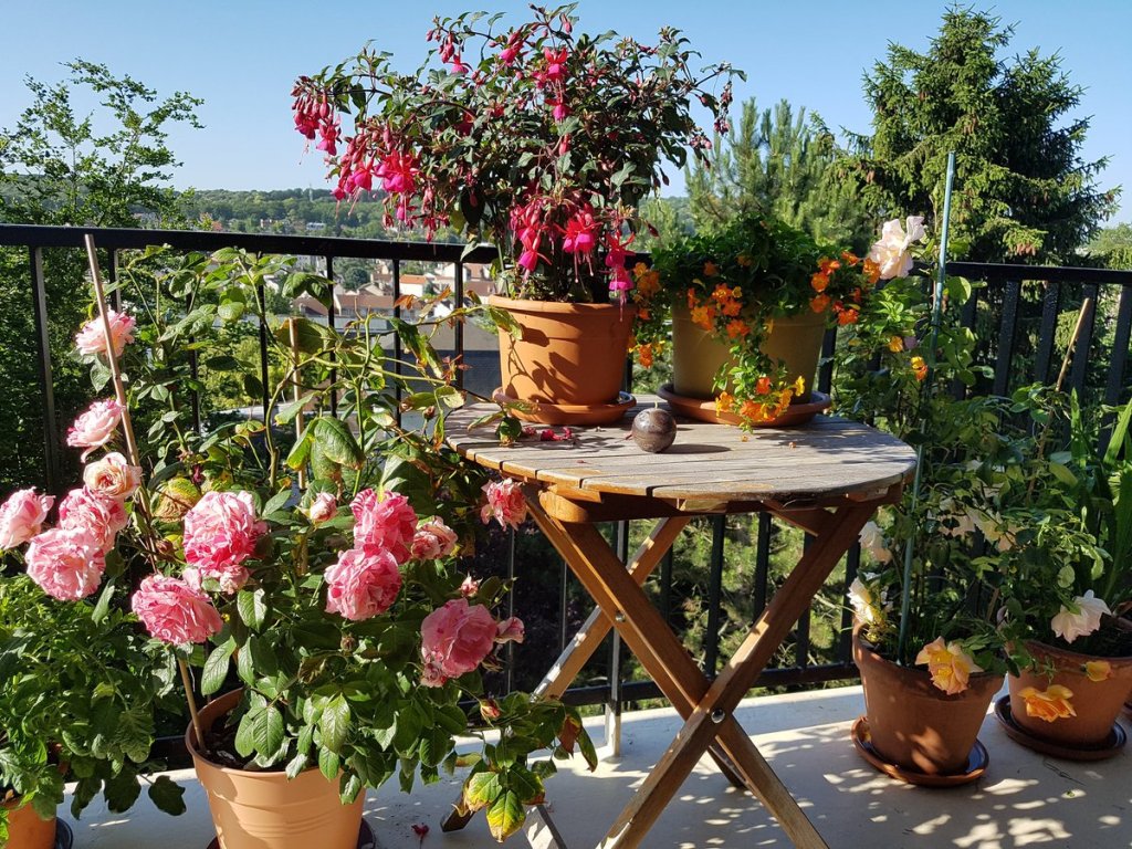 How to Plant Roses on Balcony.