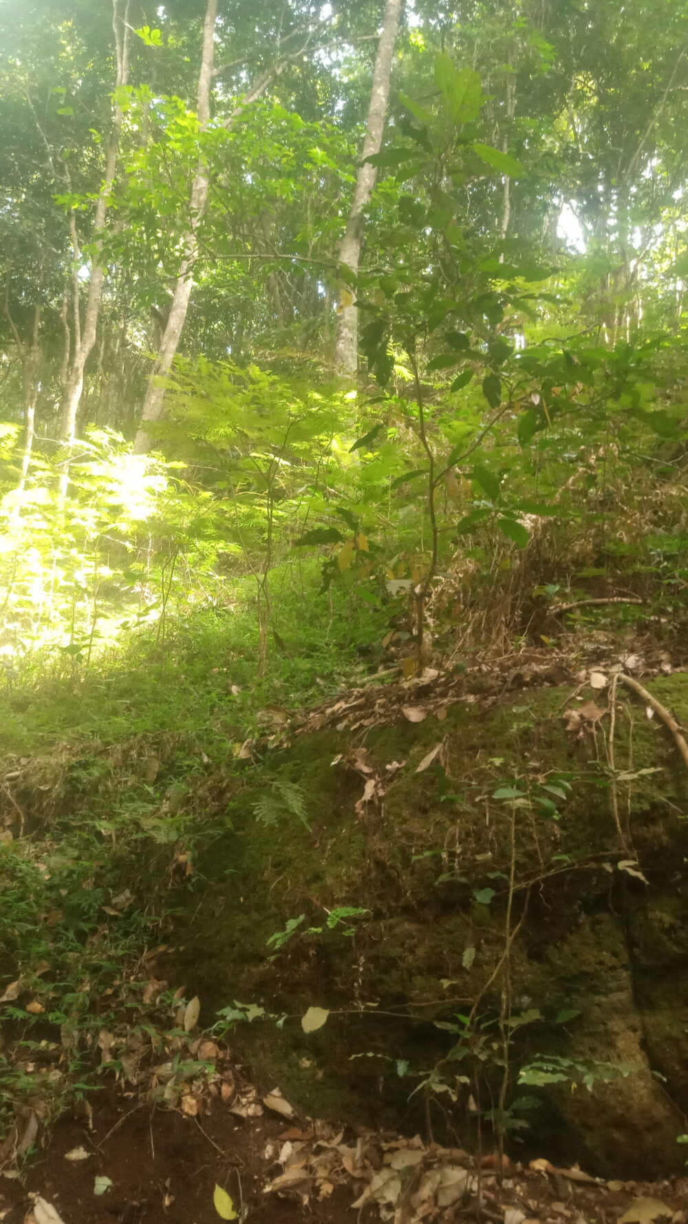 Exploring Karura Forest