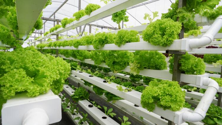 Why Vertical Farms could be the Solution to our Food Insecurity