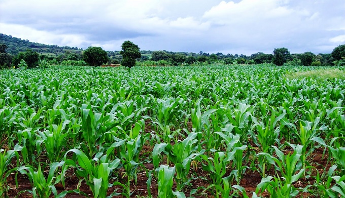 Tackling Food Security Should be a Matter of Urgency for Africa