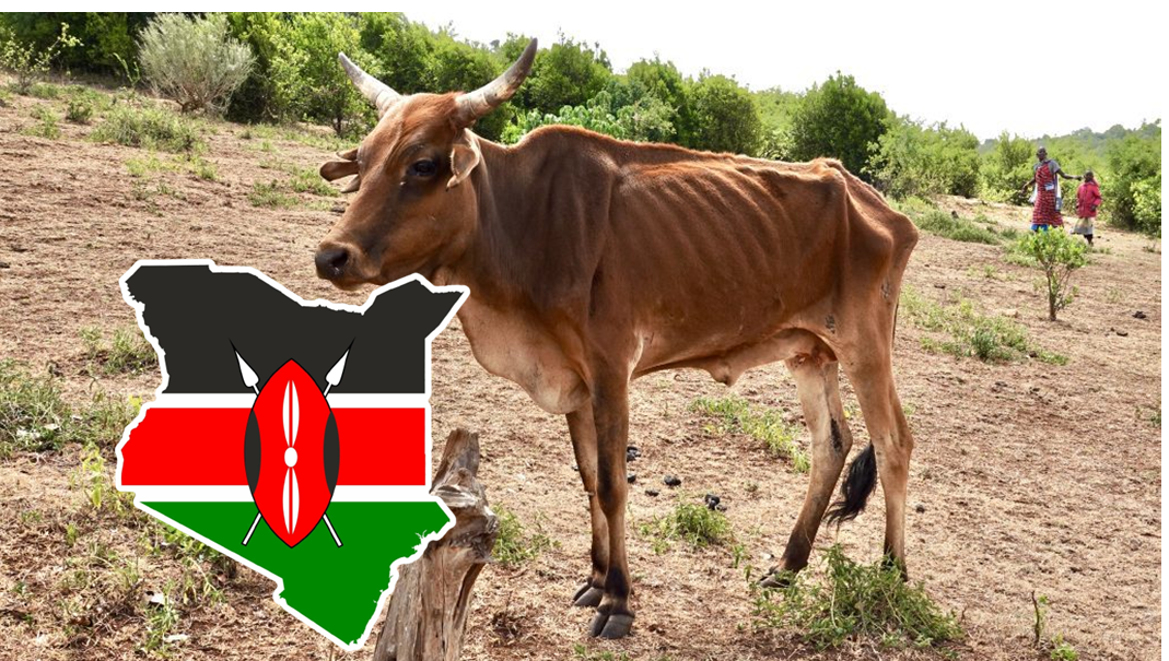 Is Kenya Milking a Dying or Dead Cow?